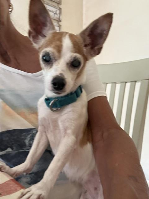 Chikki, Adoptable, Adult Female Chihuahua.