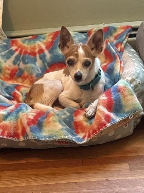 Enlarge Chikki, a Adoptable Chihuahua in Huntington, NY image 2/3