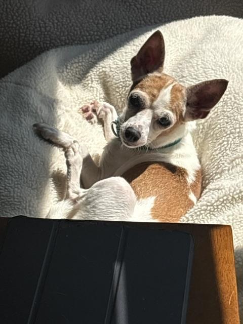 Enlarge Chikki, a Adoptable Chihuahua in Huntington, NY image 3/3