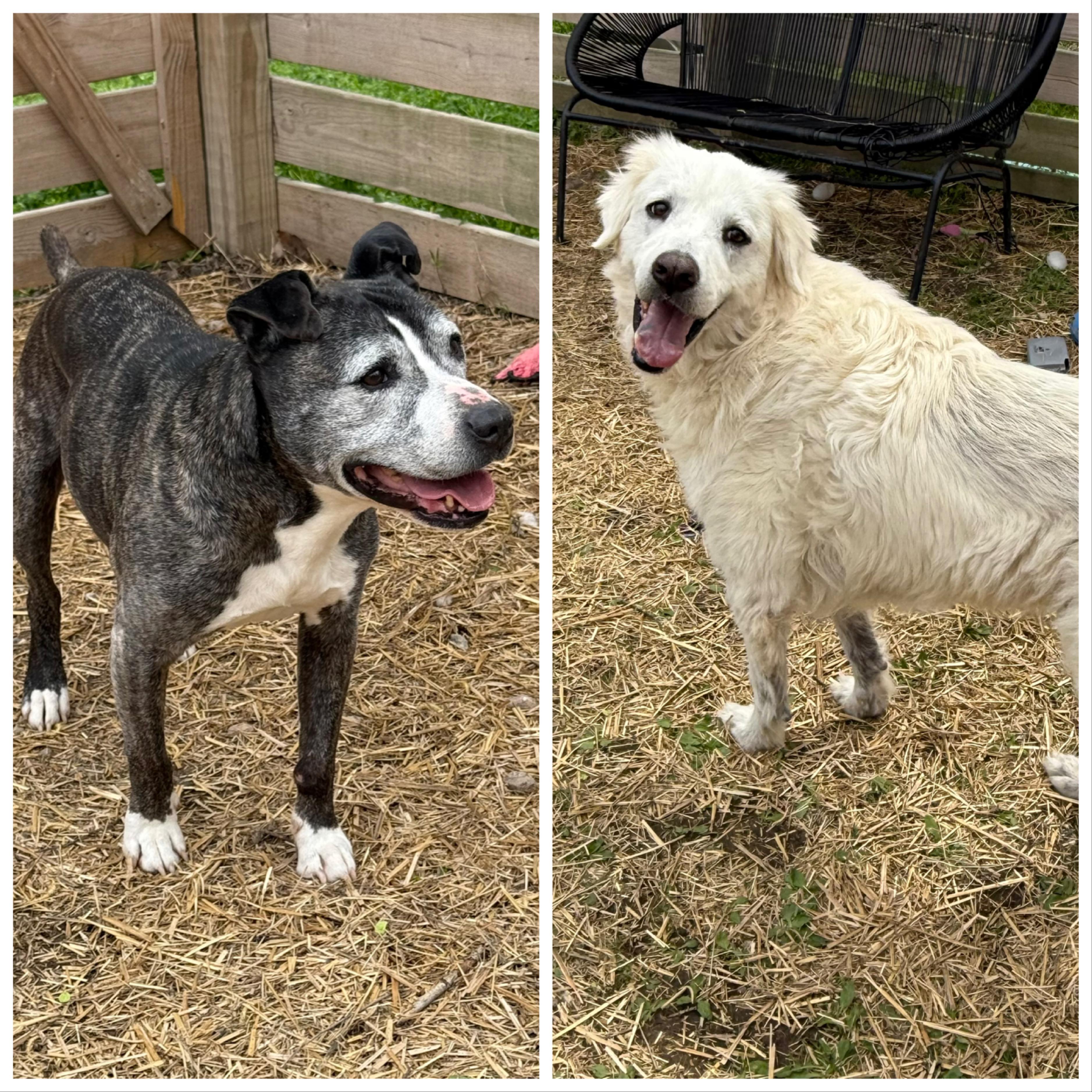Enlarge Hansel & Gretel, a Adoptable mixed breed in Bella Vista, AR image 1/4