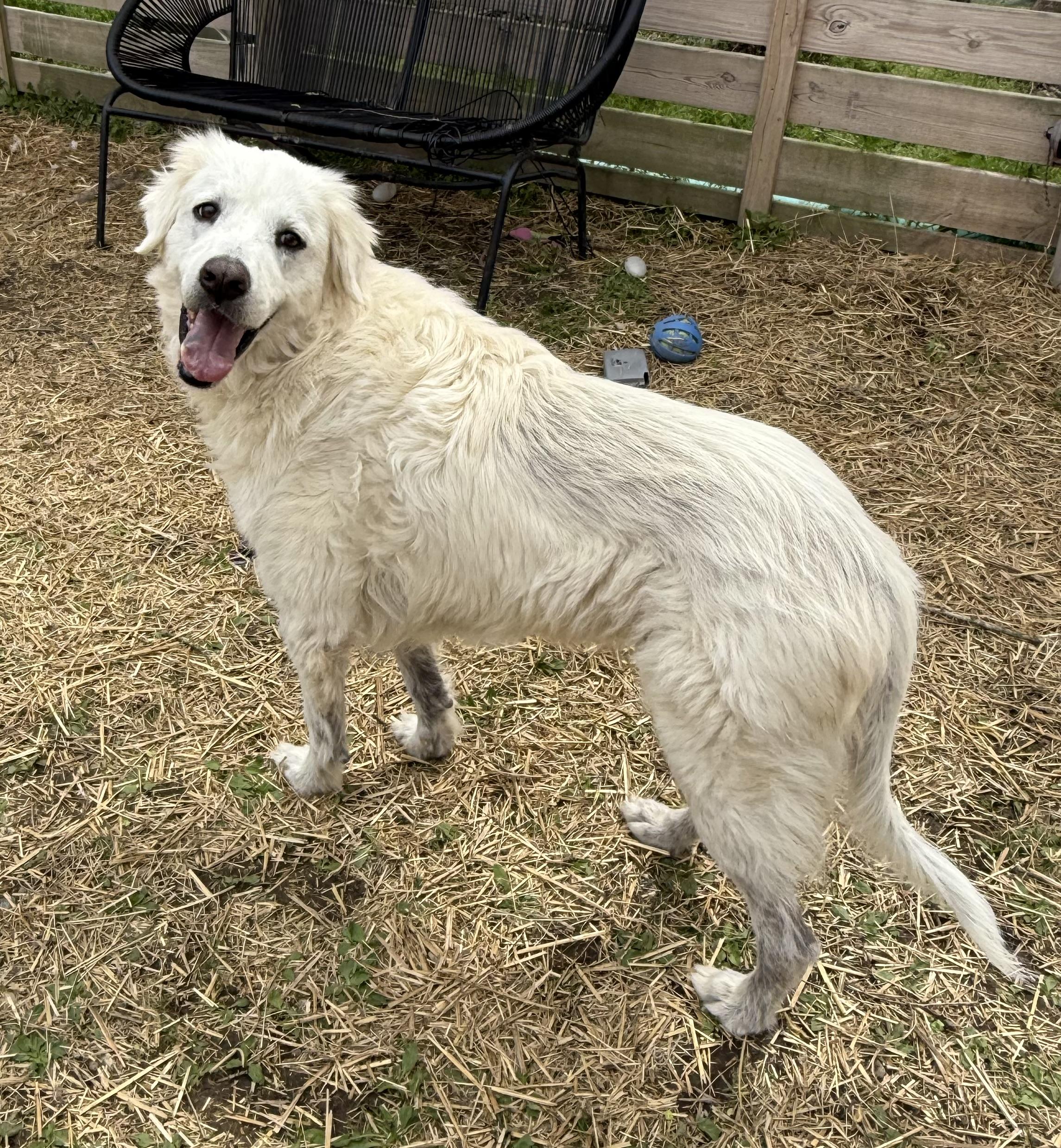 Enlarge Hansel & Gretel, a Adoptable mixed breed in Bella Vista, AR image 2/4