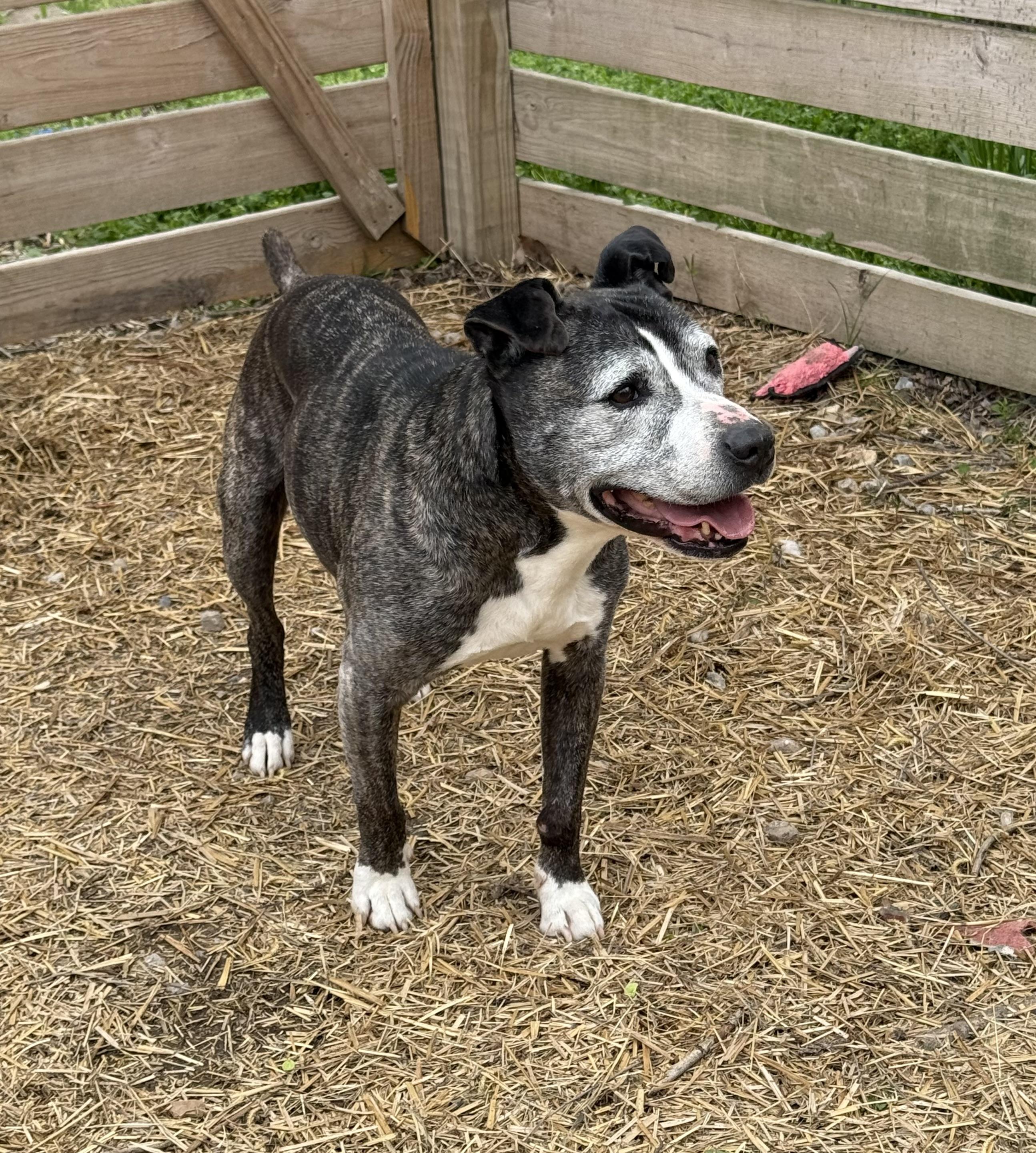 Enlarge Hansel & Gretel, a Adoptable mixed breed in Bella Vista, AR image 3/4