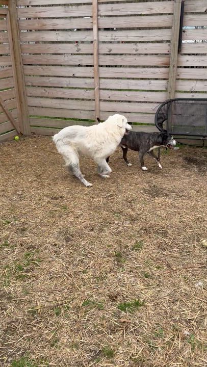 Enlarge Hansel & Gretel, a Adoptable mixed breed in Bella Vista, AR video 4/4