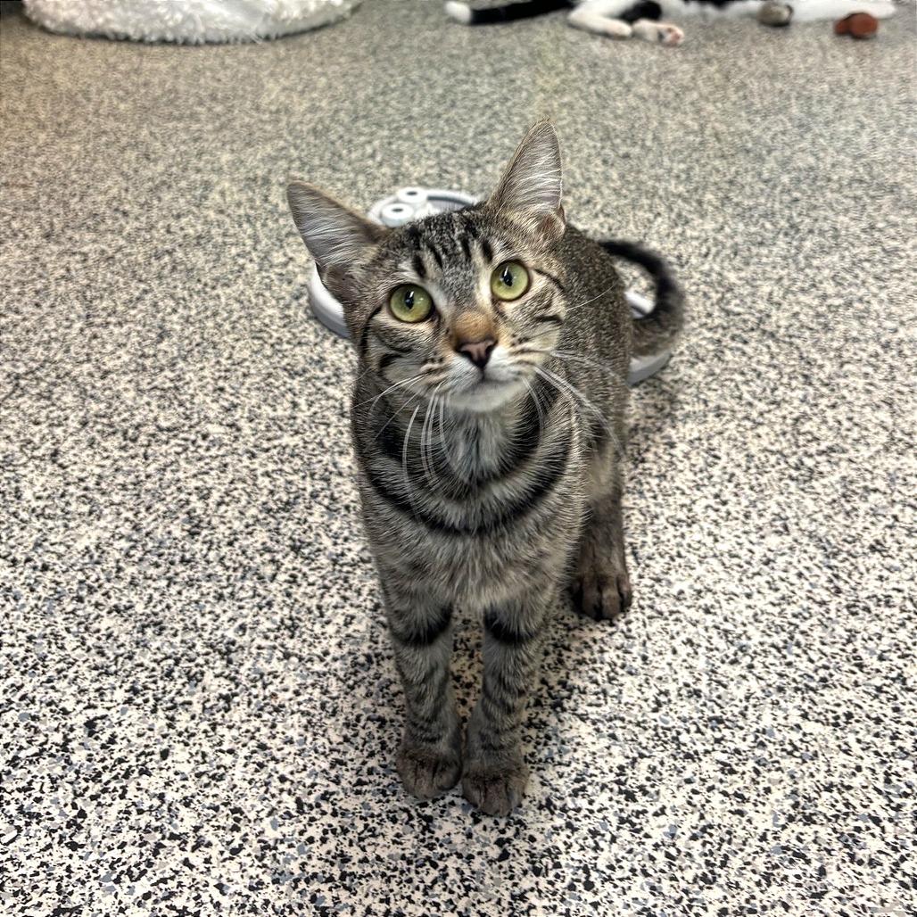 Silvy, Adoptable, Adult Female Domestic Short Hair.