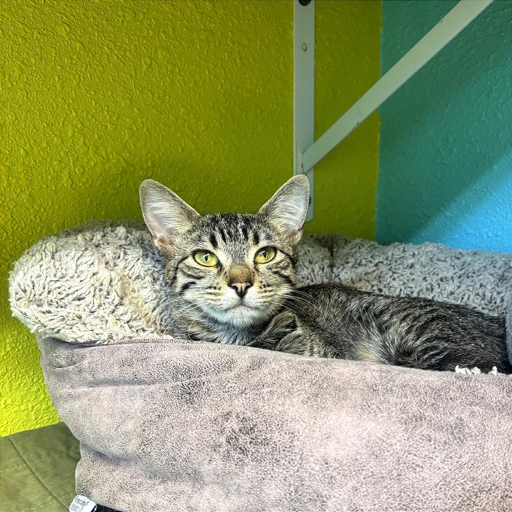 Enlarge Silvy, a Adoptable Domestic Short Hair in Fresno, CA image 2/3