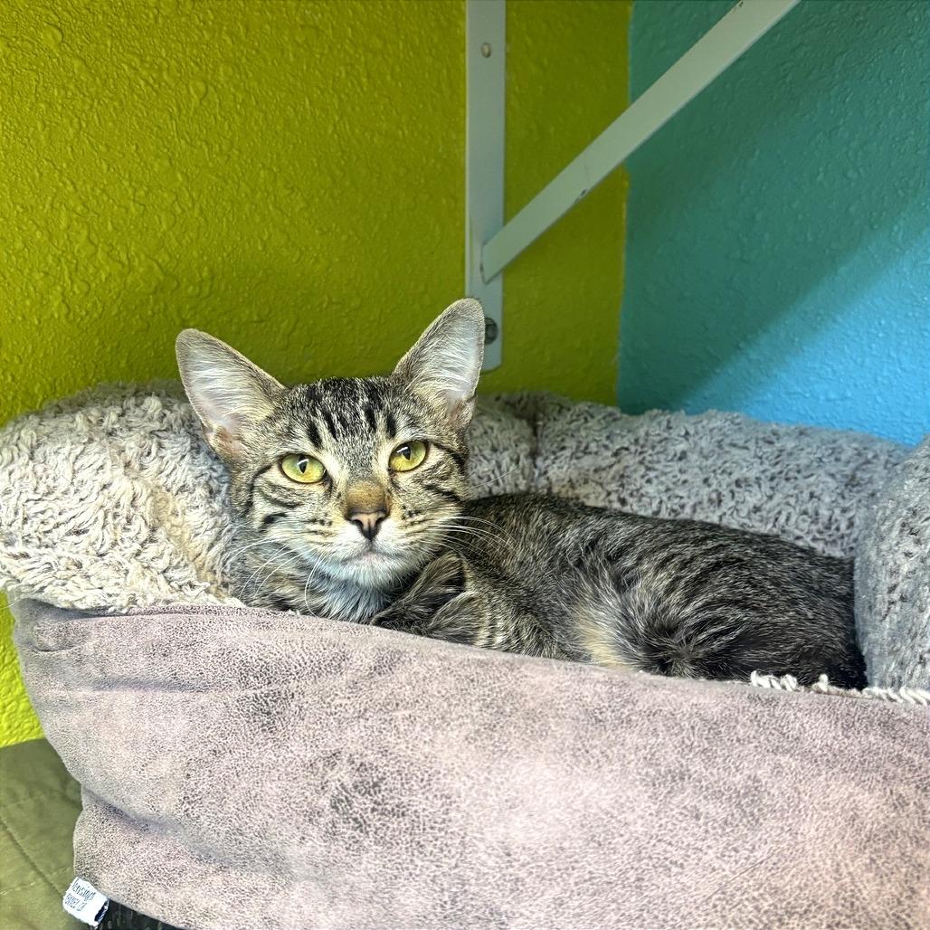 Enlarge Silvy, a Adoptable Domestic Short Hair in Fresno, CA image 3/3