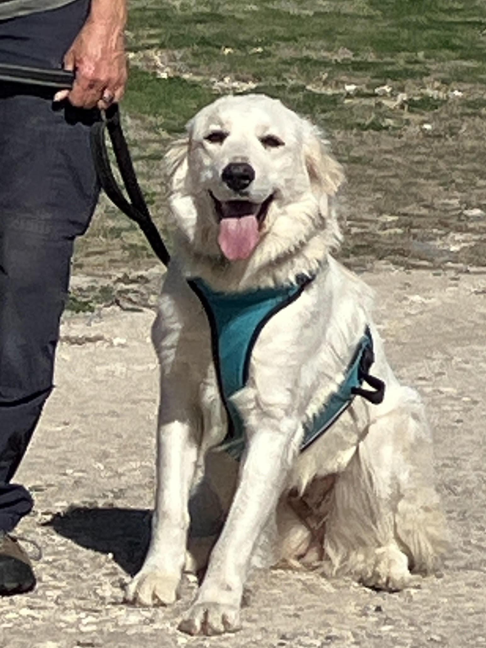 Enlarge SNOW - Sweet and Silly, a Adoptable mixed breed in Waco, TX image 2/6