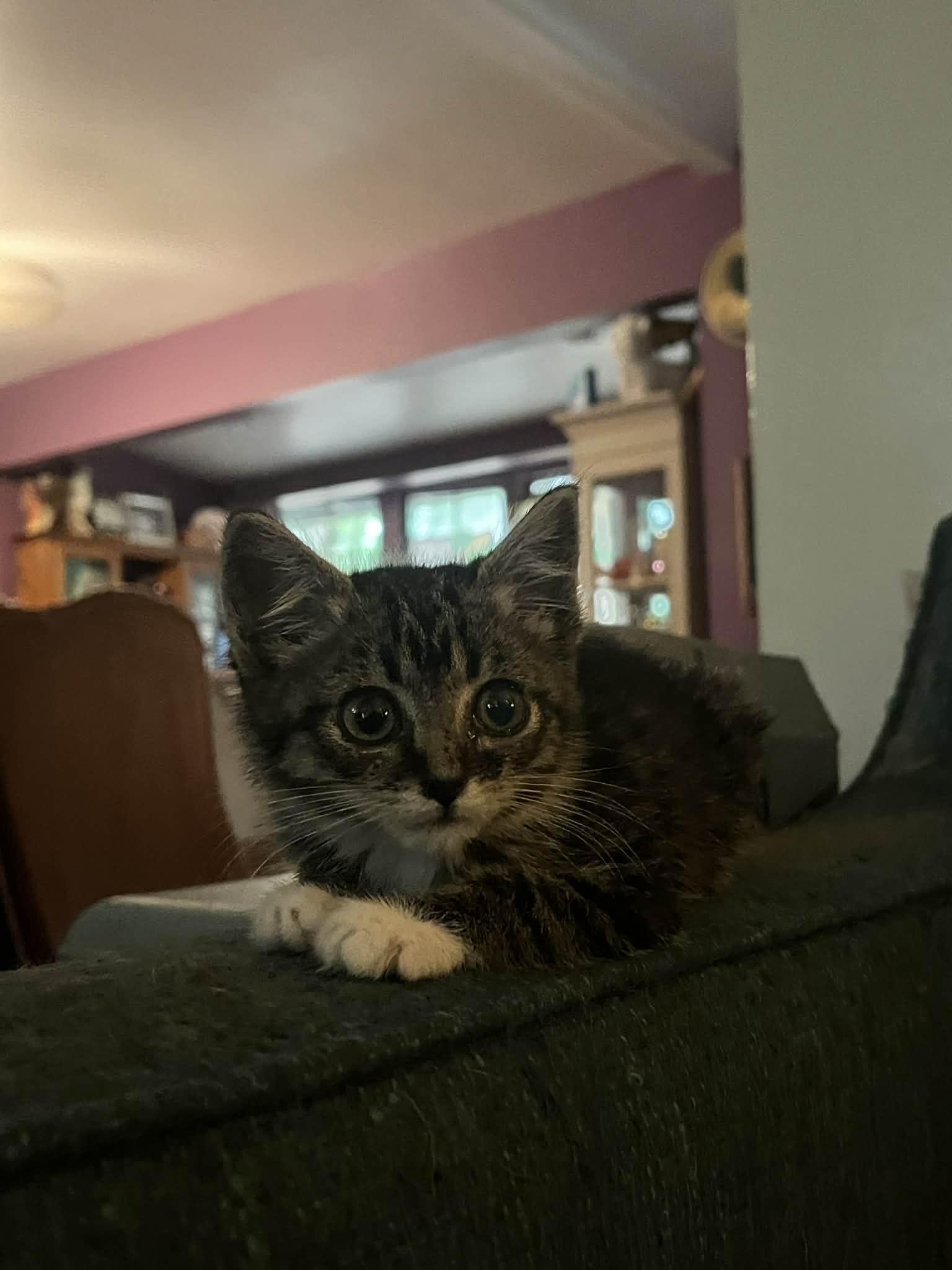 Itty Bit, ADOPTABLE, Kitten Female Domestic Short Hair.