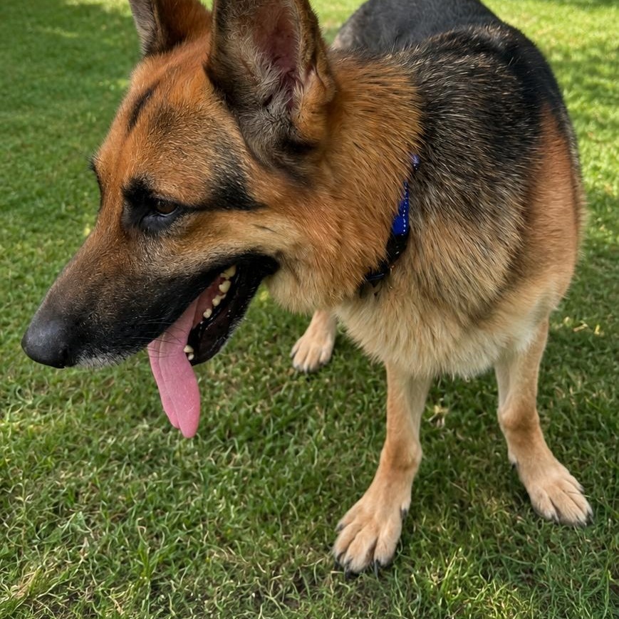 Enlarge Nitro, a Adopted German Shepherd Dog in Logansport, IN image 1/1