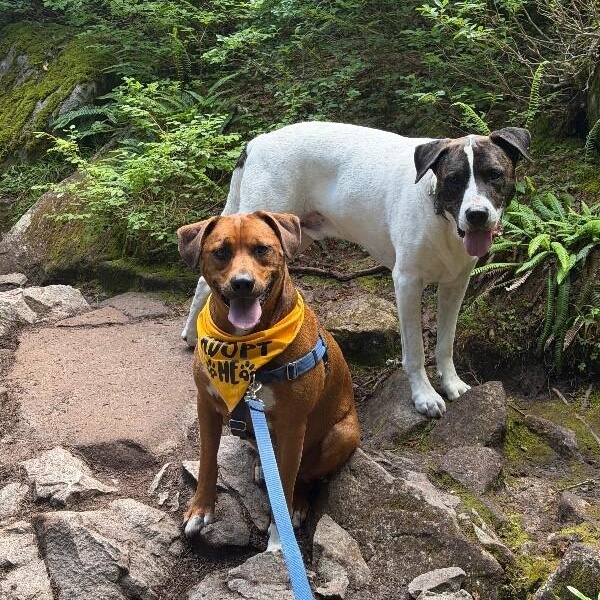 Enlarge Charlie Brown Belly Rub King, a Adoptable mixed breed in Granite Falls, WA image 3/6