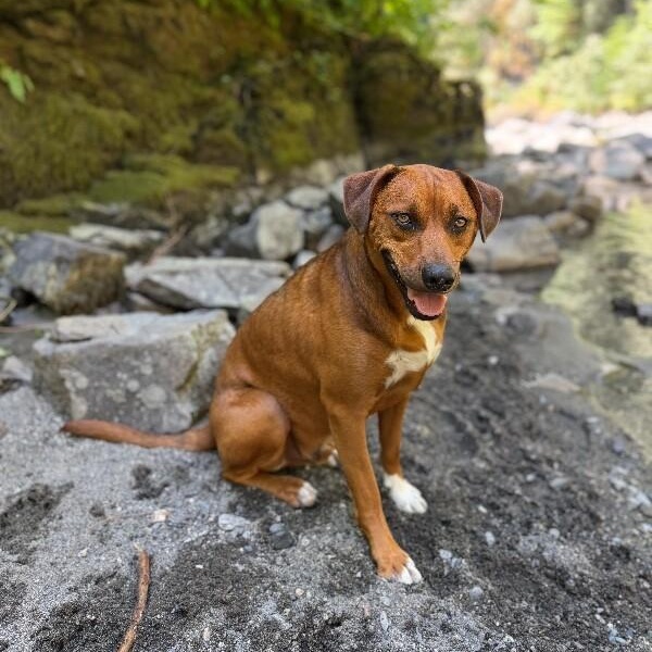 Charlie Brown Belly Rub King, Adoptable, Young Male Hound & Rhodesian Ridgeback.