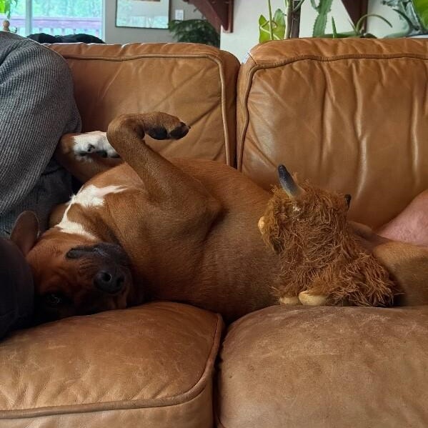 Enlarge Charlie Brown Belly Rub King, a Adoptable mixed breed in Granite Falls, WA image 4/6