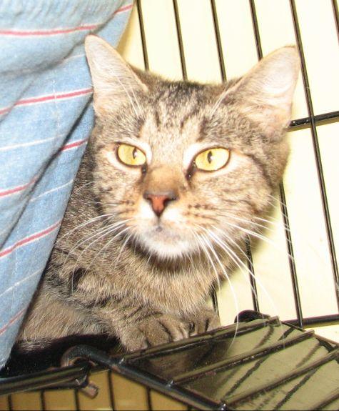 #5380 Whiskers photo 4