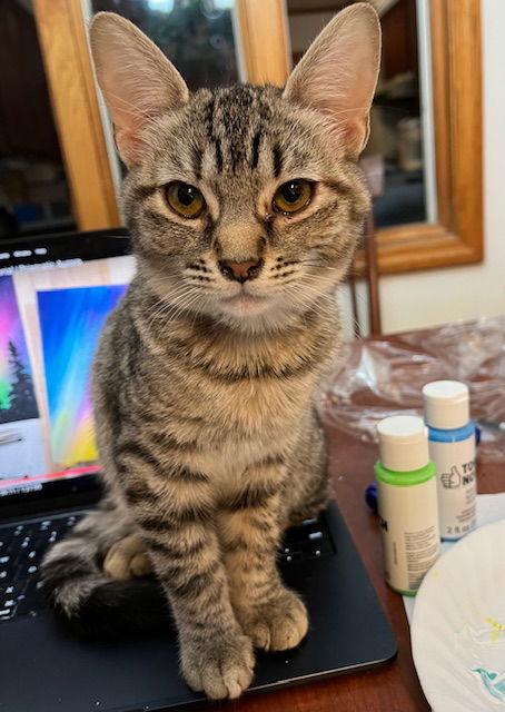 Enlarge Arwin, a Adoptable Domestic Short Hair in Rochester, NY image 1/1