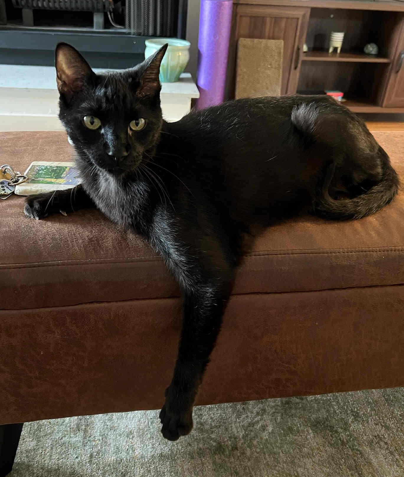 Henrick, Adoptable, Adult Male Bombay & Domestic Short Hair.