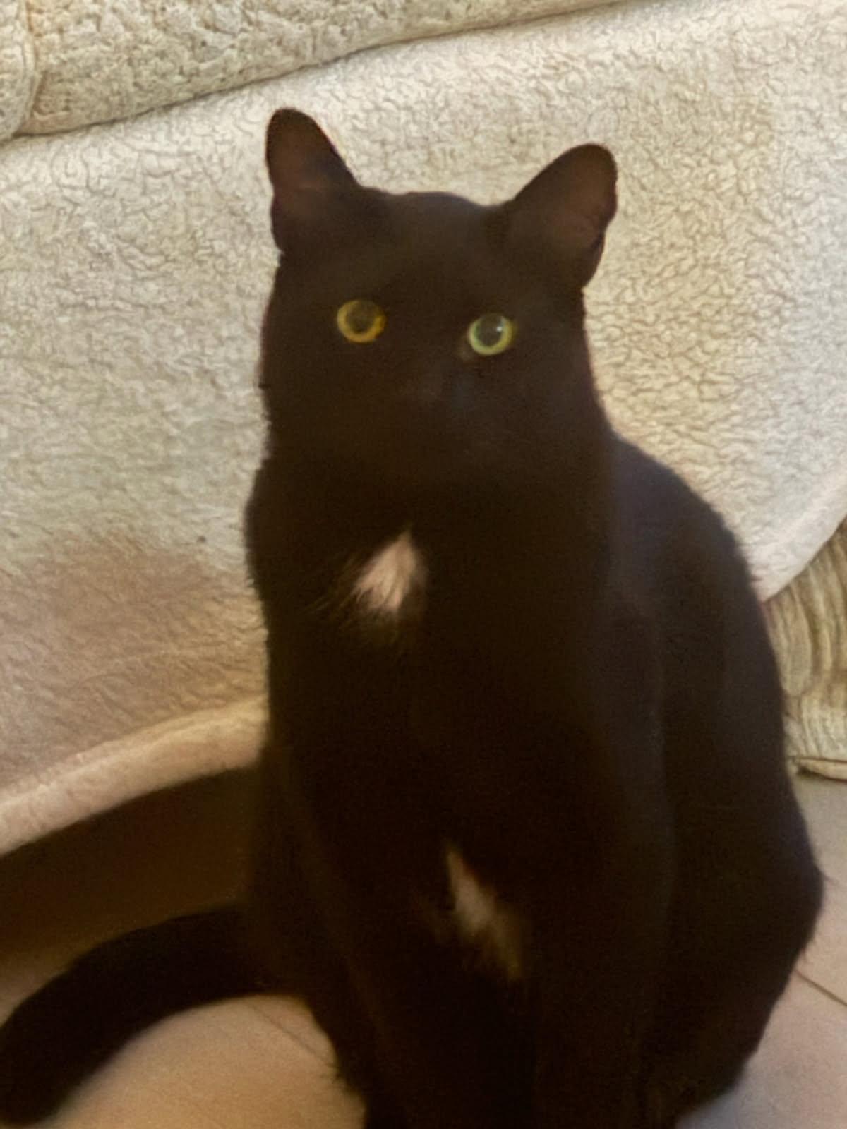 Henrick, Adoptable, Adult Male Bombay & Domestic Short Hair.