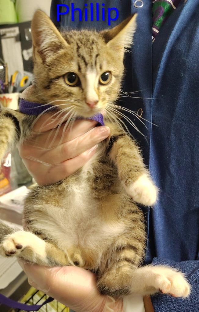 Phillip, Adoptable, Kitten Male Domestic Short Hair.