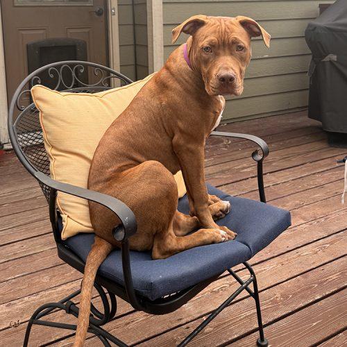 Enlarge Ginger, a Adoptable Pit Bull Terrier in Minneapolis, MN image 1/5