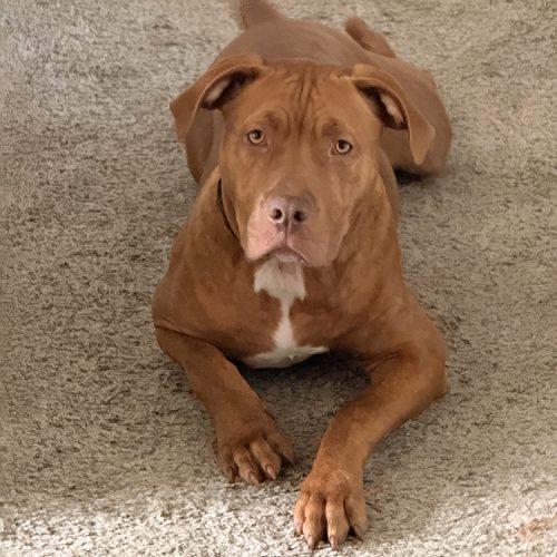Enlarge Ginger, a Adoptable Pit Bull Terrier in Minneapolis, MN image 2/5