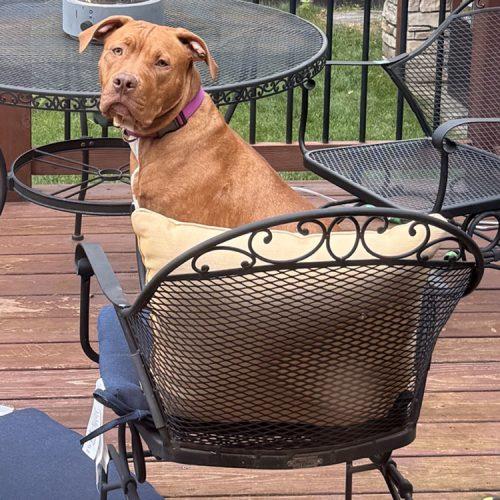 Enlarge Ginger, a Adoptable Pit Bull Terrier in Minneapolis, MN image 3/5