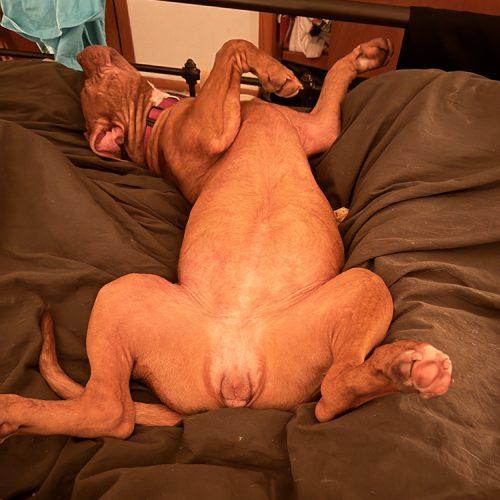 Enlarge Ginger, a Adoptable Pit Bull Terrier in Minneapolis, MN image 4/5