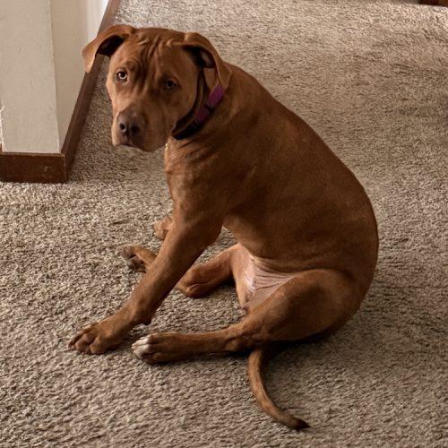 Enlarge Ginger, a Adoptable Pit Bull Terrier in Minneapolis, MN image 5/5