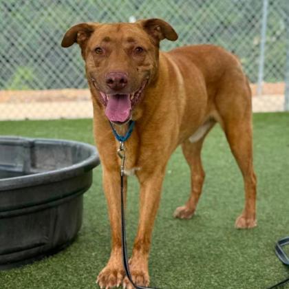 Enlarge Alf, a Adoptable mixed breed in Gastonia, NC image 1/3