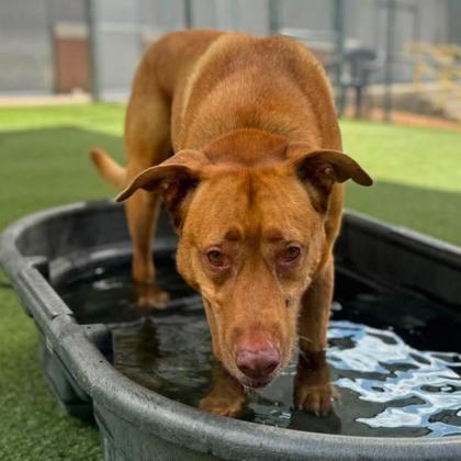 Enlarge Alf, a Adoptable mixed breed in Gastonia, NC image 2/3