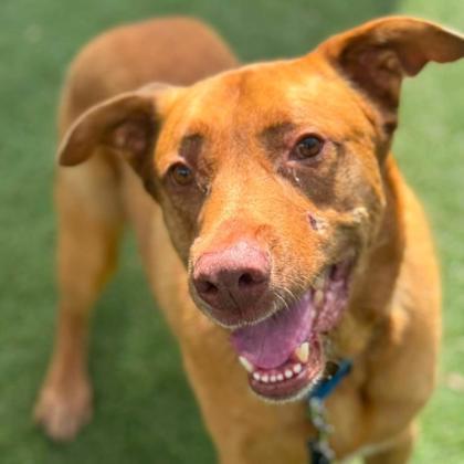 Enlarge Alf, a Adoptable mixed breed in Gastonia, NC image 3/3