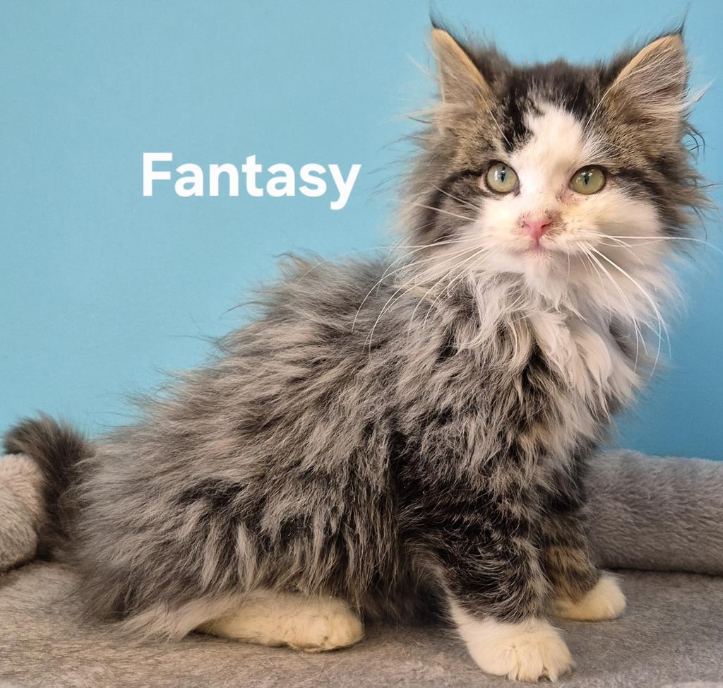 Fantasy, Adopted, Kitten Male Domestic Medium Hair.