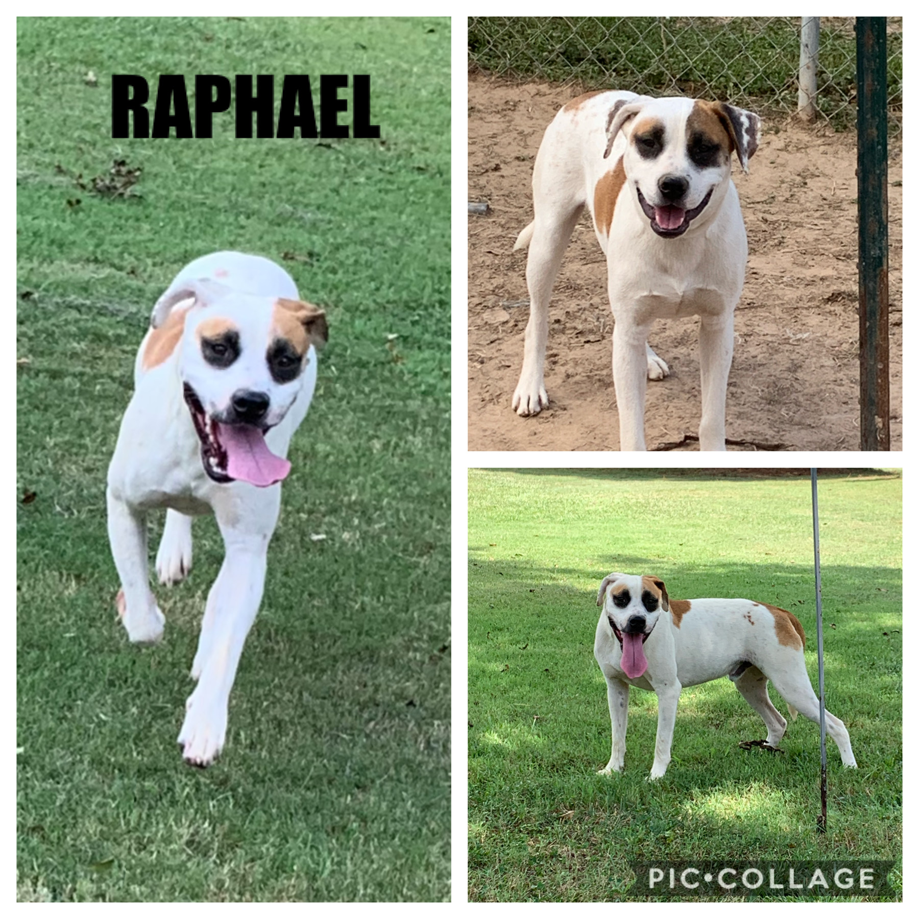 Raphael, a Adoptable mixed breed in Ashdown, AR image 1/12