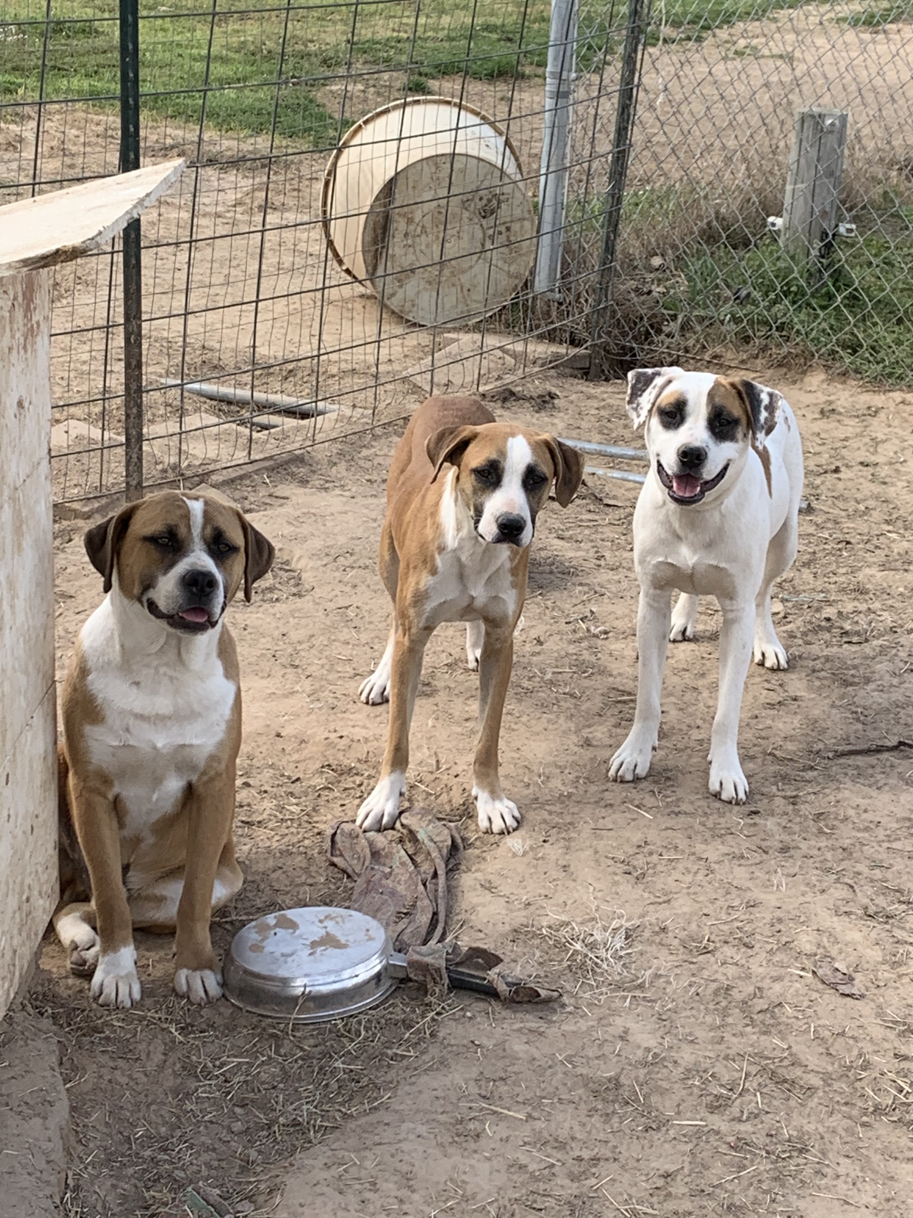 Raphael, a Adoptable mixed breed in Ashdown, AR image 2/12
