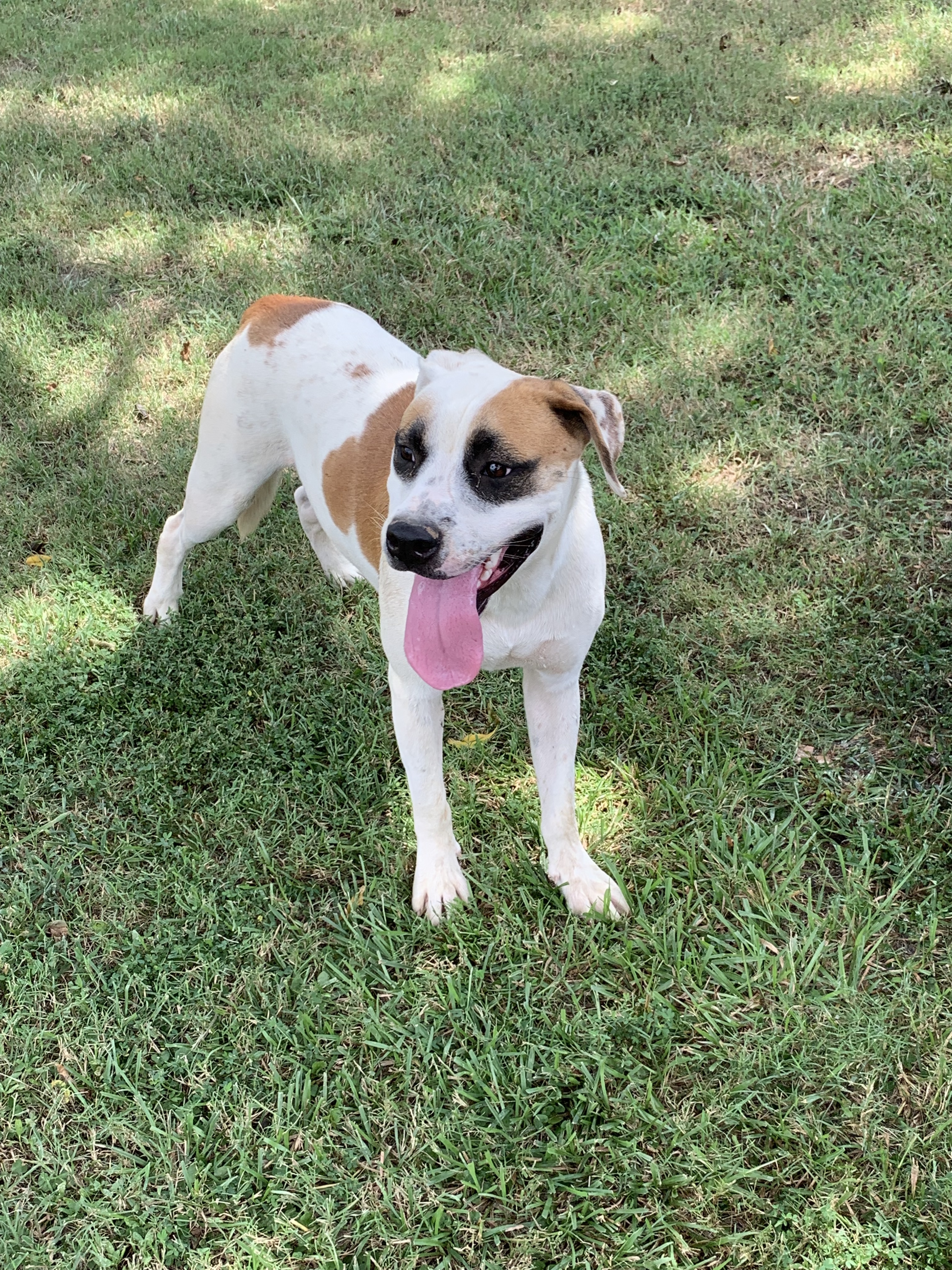 Raphael, a Adoptable mixed breed in Ashdown, AR image 3/12