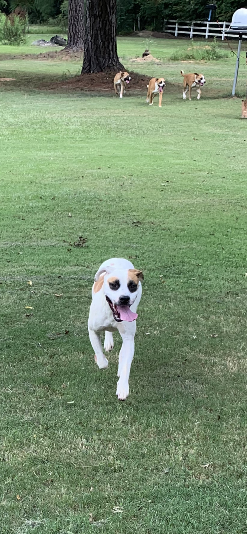 Raphael, a Adoptable mixed breed in Ashdown, AR image 4/12