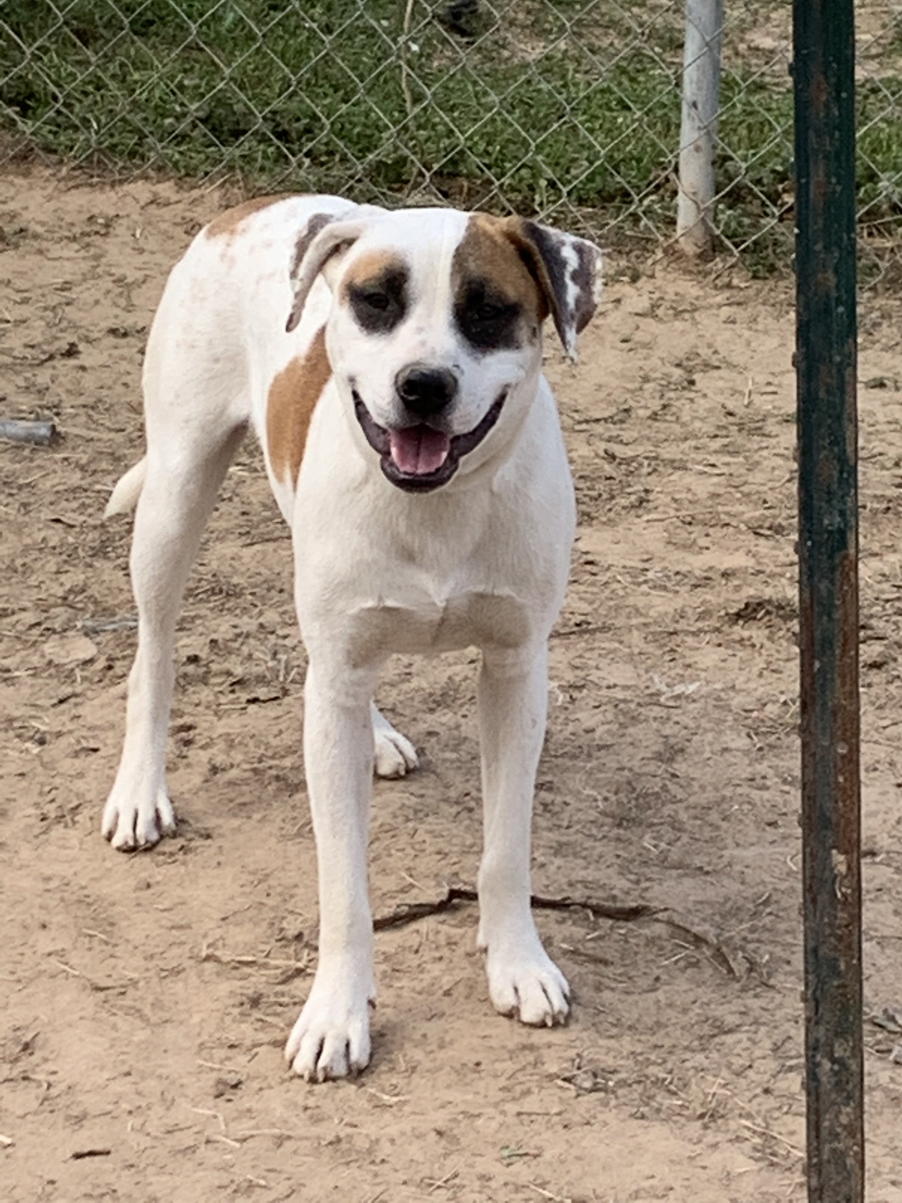 Raphael, a Adoptable mixed breed in Ashdown, AR image 5/12