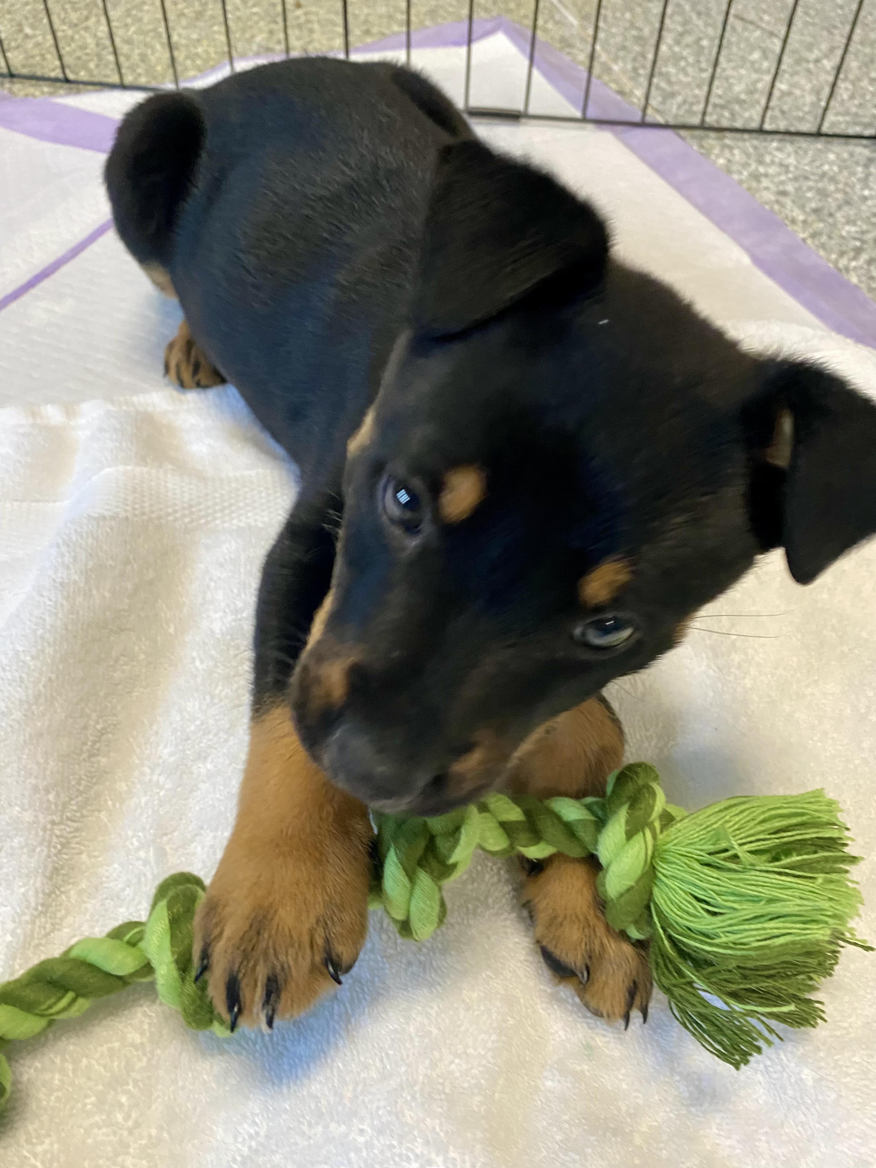 Shadow, a Adopted mixed breed in North Hollywood, CA image 2/5