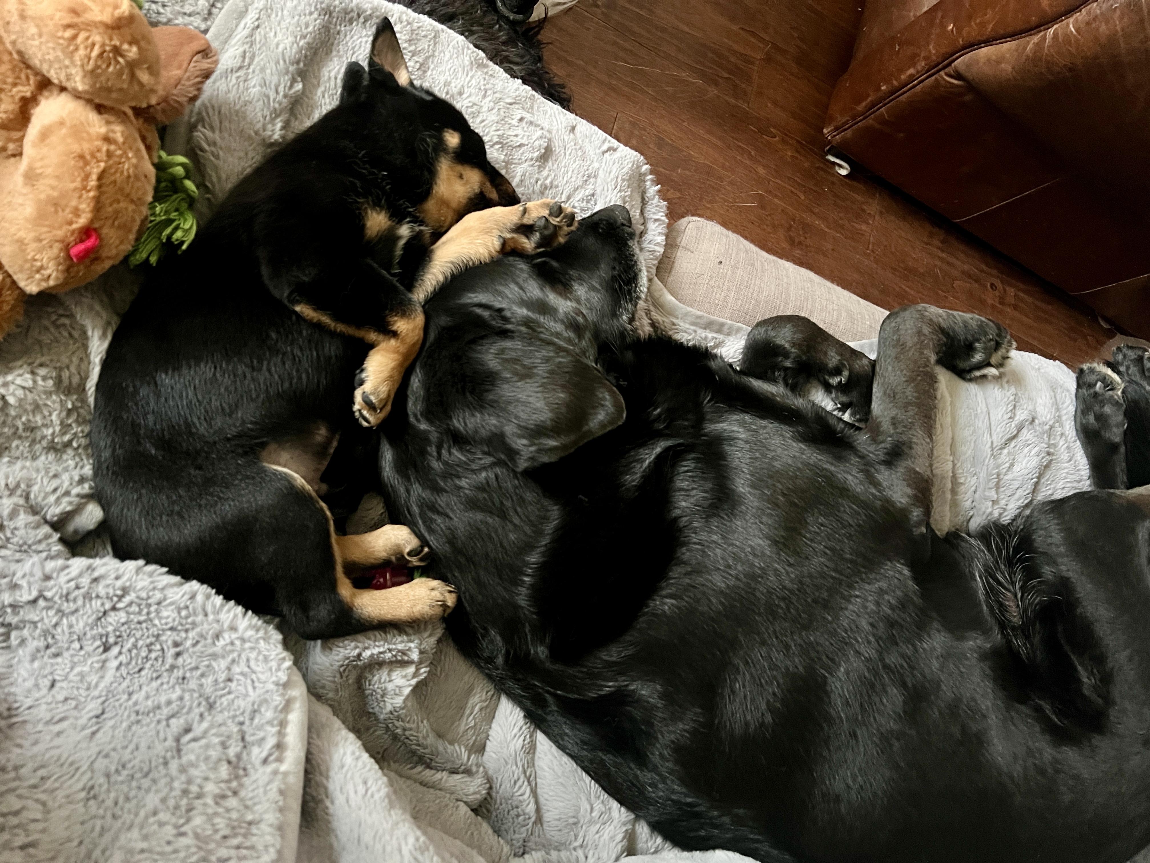 Shadow, a Adopted mixed breed in North Hollywood, CA image 5/5