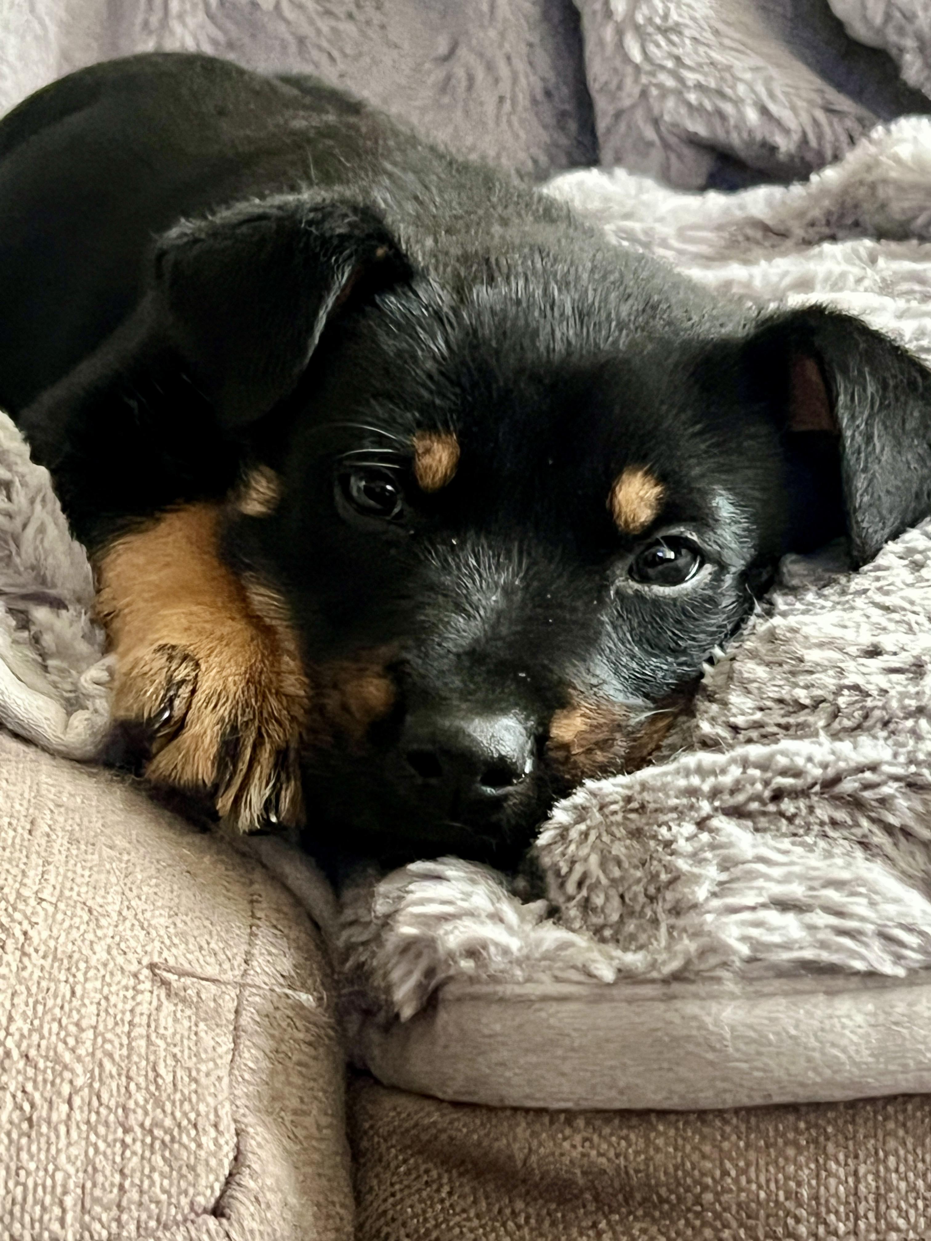 Shadow, Adopted, Puppy Male Rottweiler.