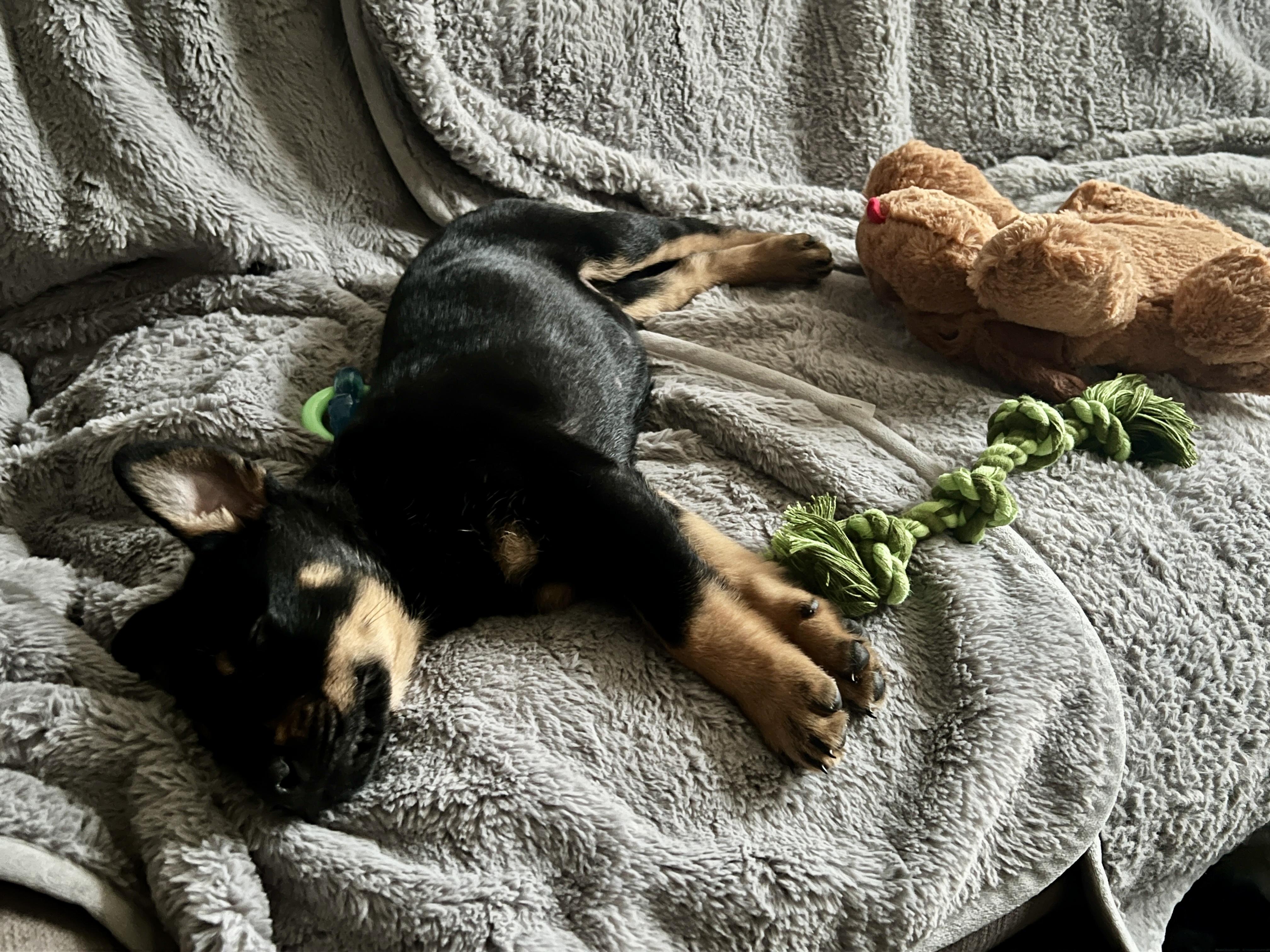 Shadow, a Adopted mixed breed in North Hollywood, CA image 4/5