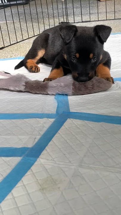 Enlarge Shadow, a Adopted mixed breed in North Hollywood, CA video 3/5