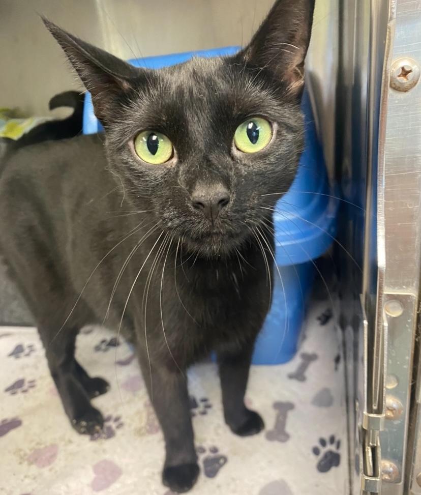 Enlarge Sipsey, a Adopted Domestic Short Hair in Godfrey, IL image 1/1