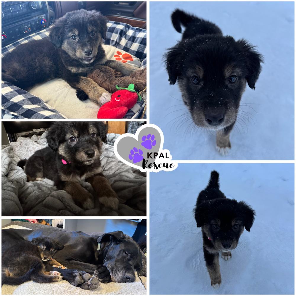 Enlarge Billie Jean - 80s Pop Song Litter, a Adopted mixed breed in Kenai, AK image 1/2