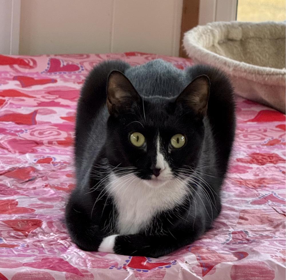 Ziti, a Adoptable mixed breed in Oradell, NJ image 1/5