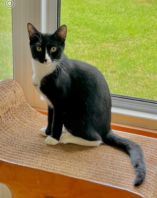 Ziti, Adoptable, Kitten Female Domestic Short Hair.