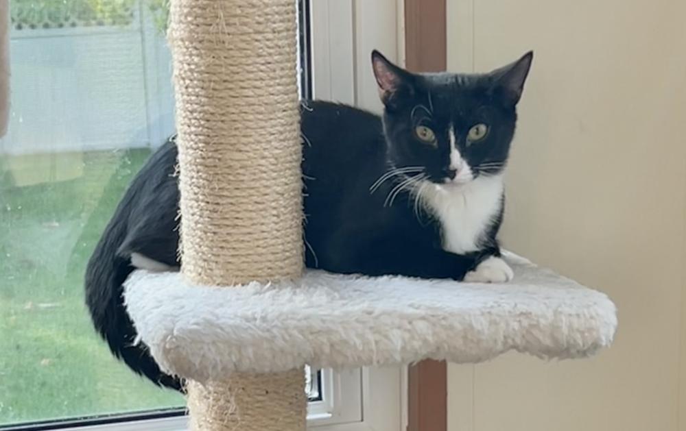 Ziti, a Adoptable mixed breed in Oradell, NJ image 2/3