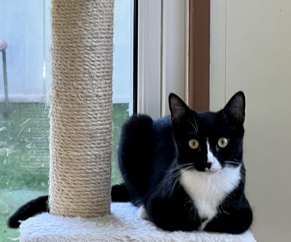 Enlarge Ziti, a Adoptable mixed breed in Oradell, NJ image 3/5