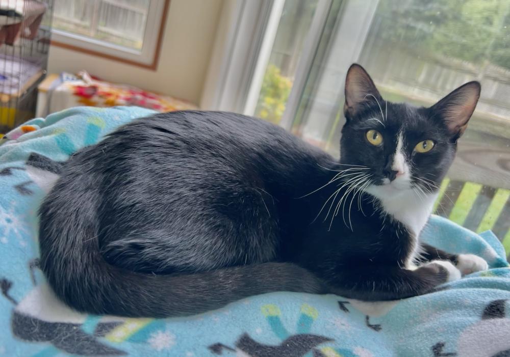 Enlarge Ziti, a Adoptable mixed breed in Oradell, NJ image 5/5