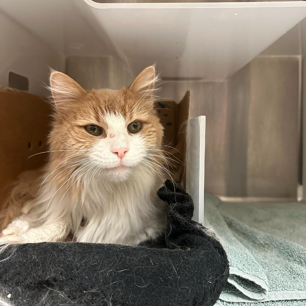 Enlarge Coco, a Adoptable Domestic Long Hair in Santa Barbara, CA image 1/1
