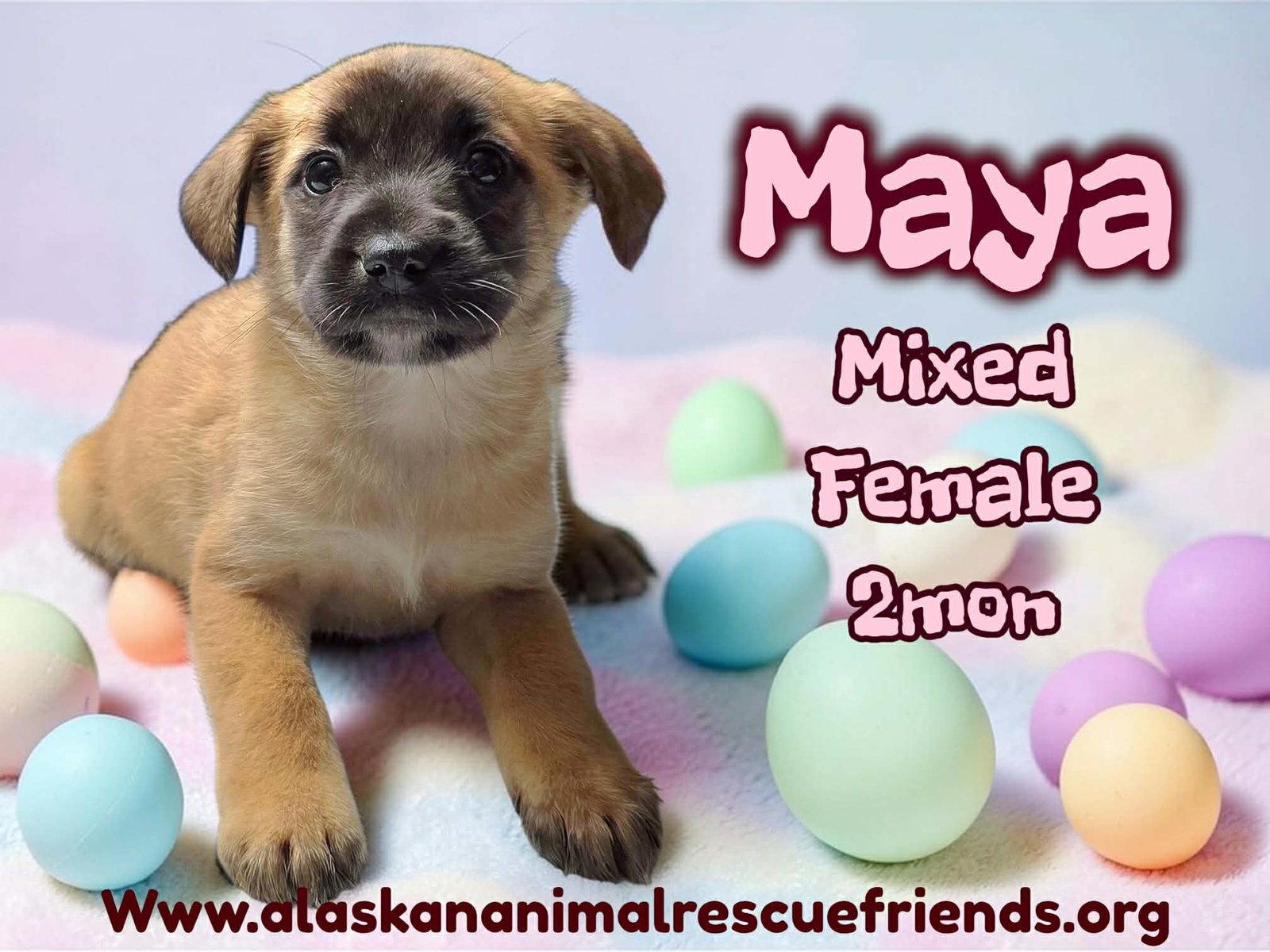 Maya, Adoptable, Puppy Female Labrador Retriever & Shepherd.