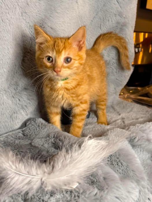 Sir Tom, Adoptable, Young Male Domestic Short Hair.